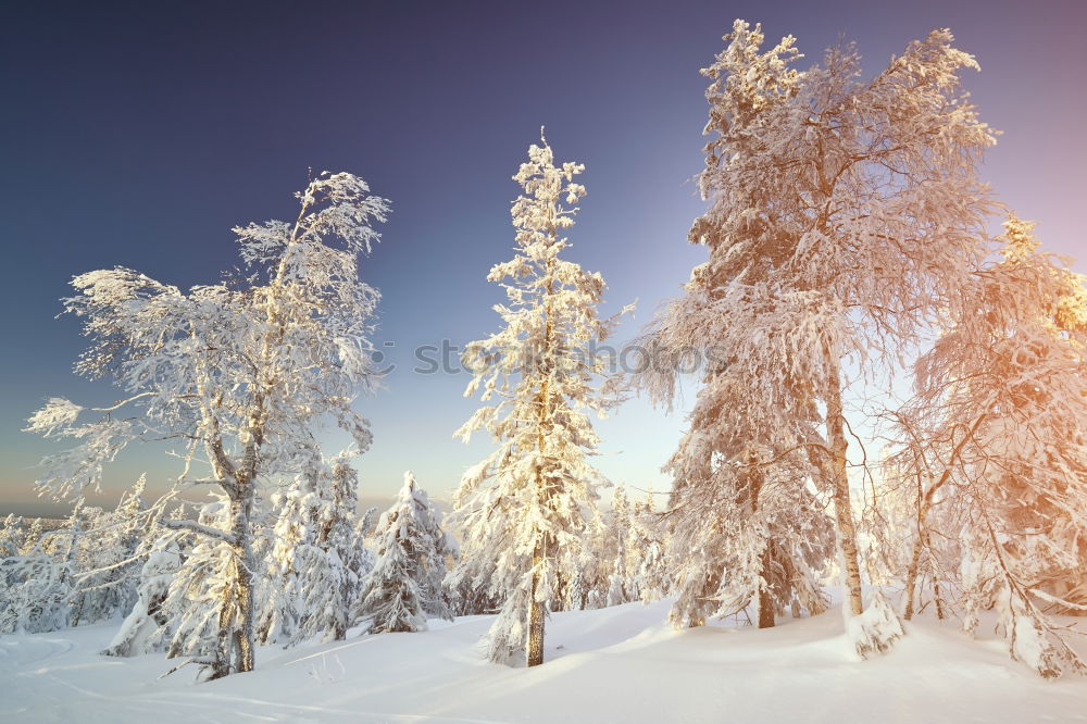 Similar – für Winterliebhaber