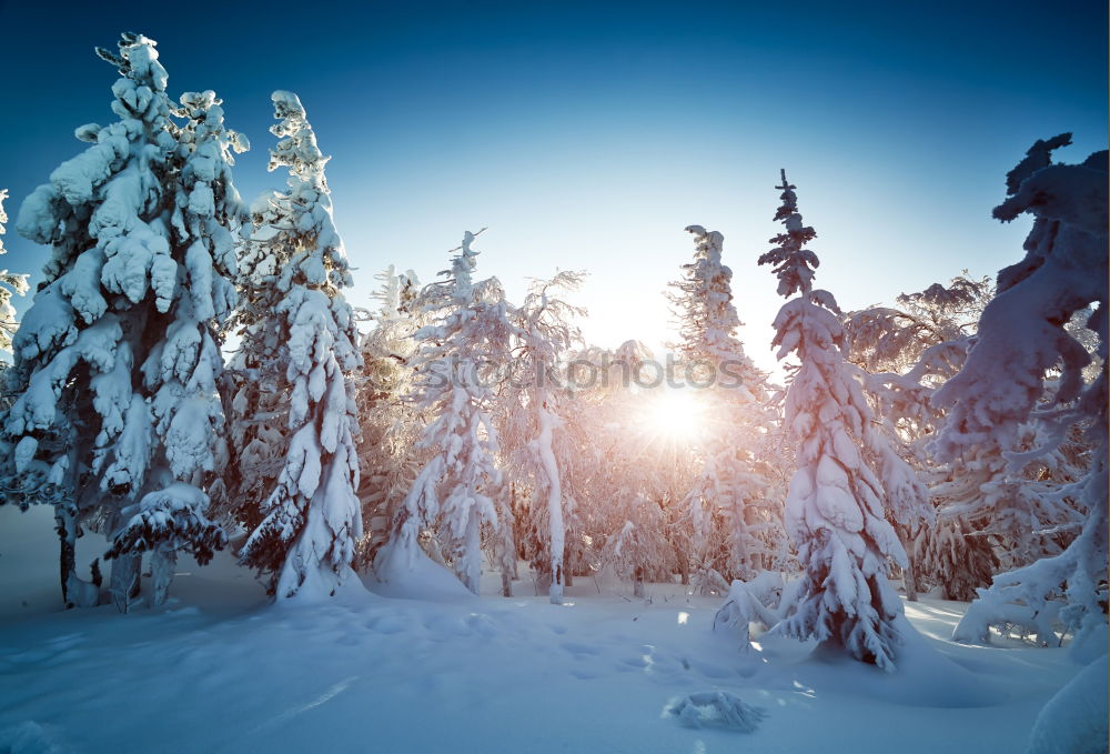 Similar – Image, Stock Photo winter hike in the northern Black Forest on a sunny day