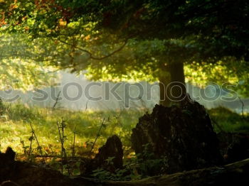 Similar – Ancient Beech Tree