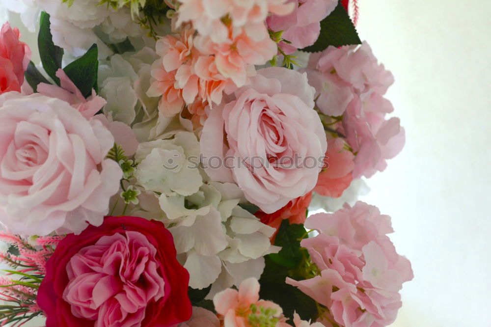 Similar – Hydrangeas pink one Nature