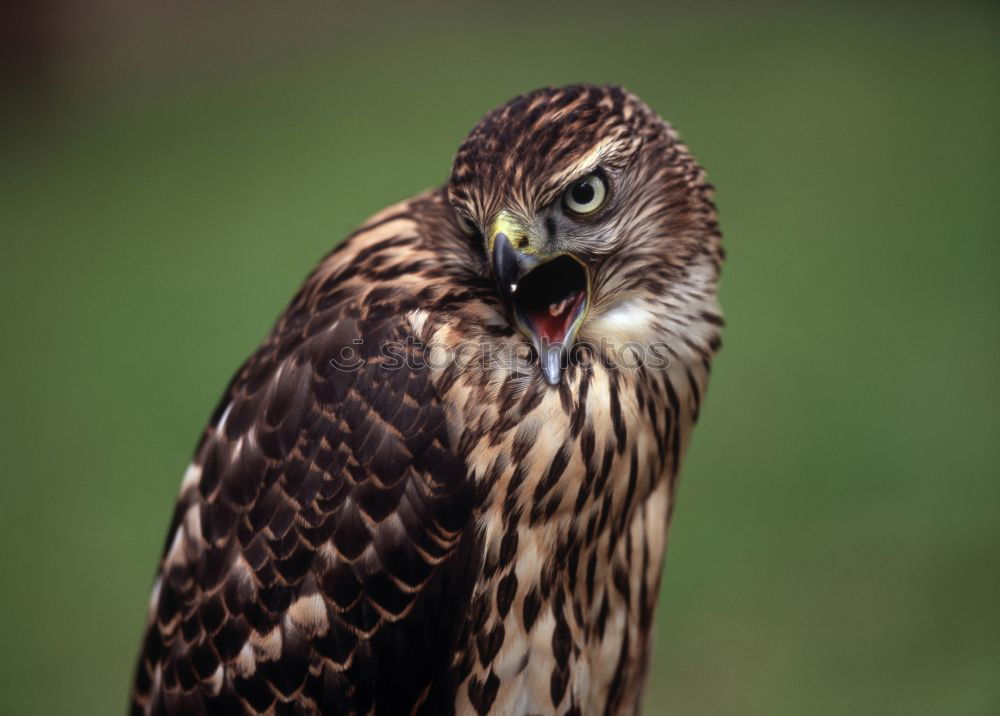 Similar – Image, Stock Photo Short-Eared Owl Nature