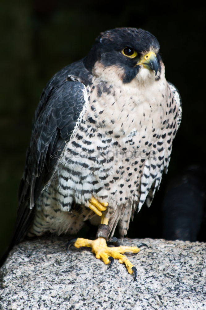 Similar – Northern Goshawk