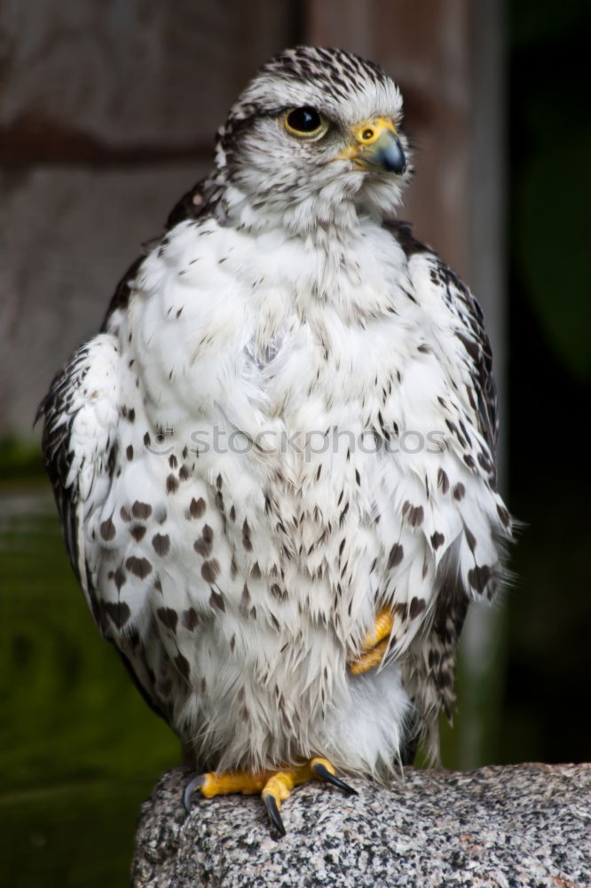 Similar – Easy prey Bird Chick