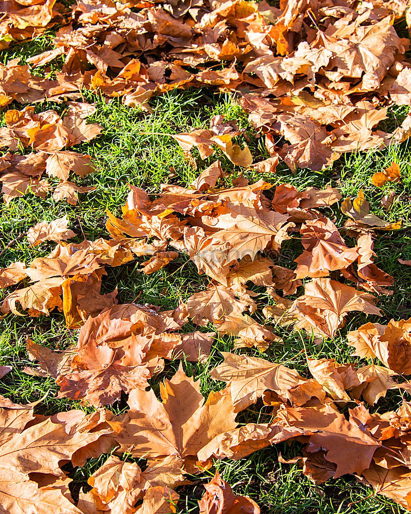 Similar – Image, Stock Photo autumn restriction zone