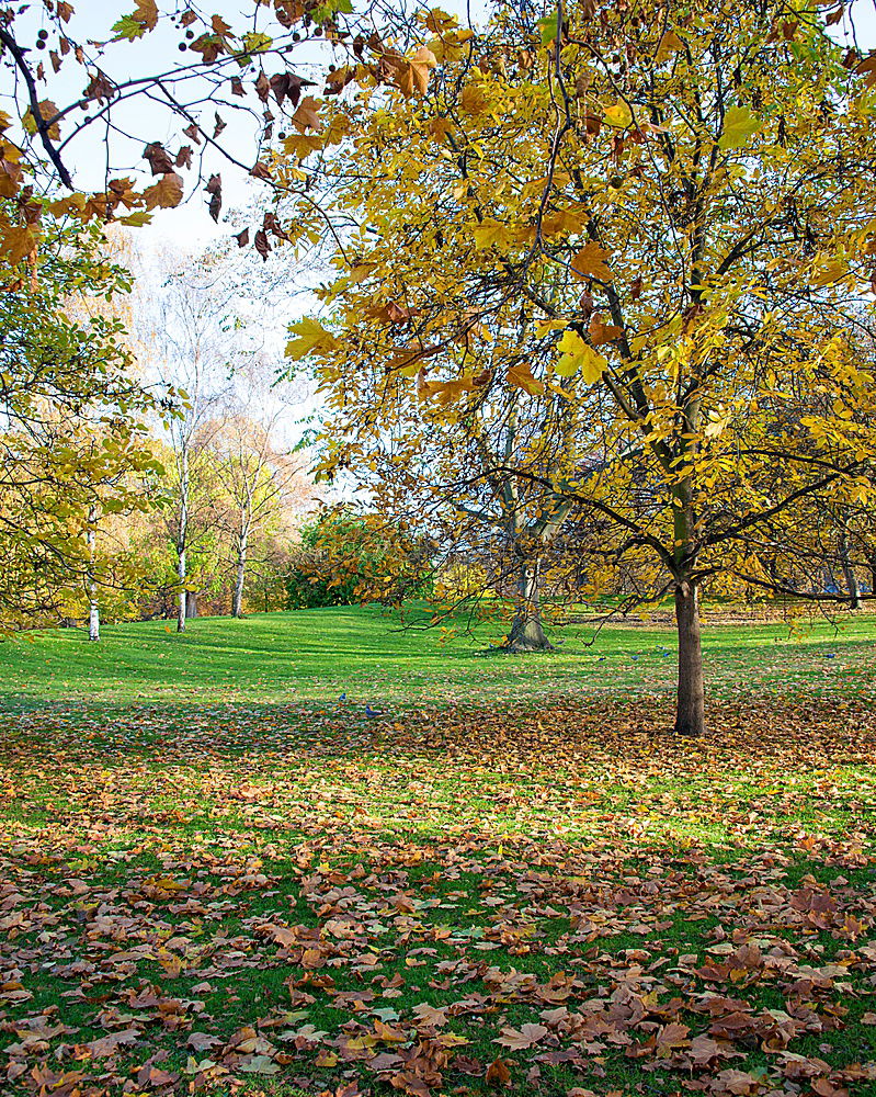 Similar – Dresden Autumn Leaf