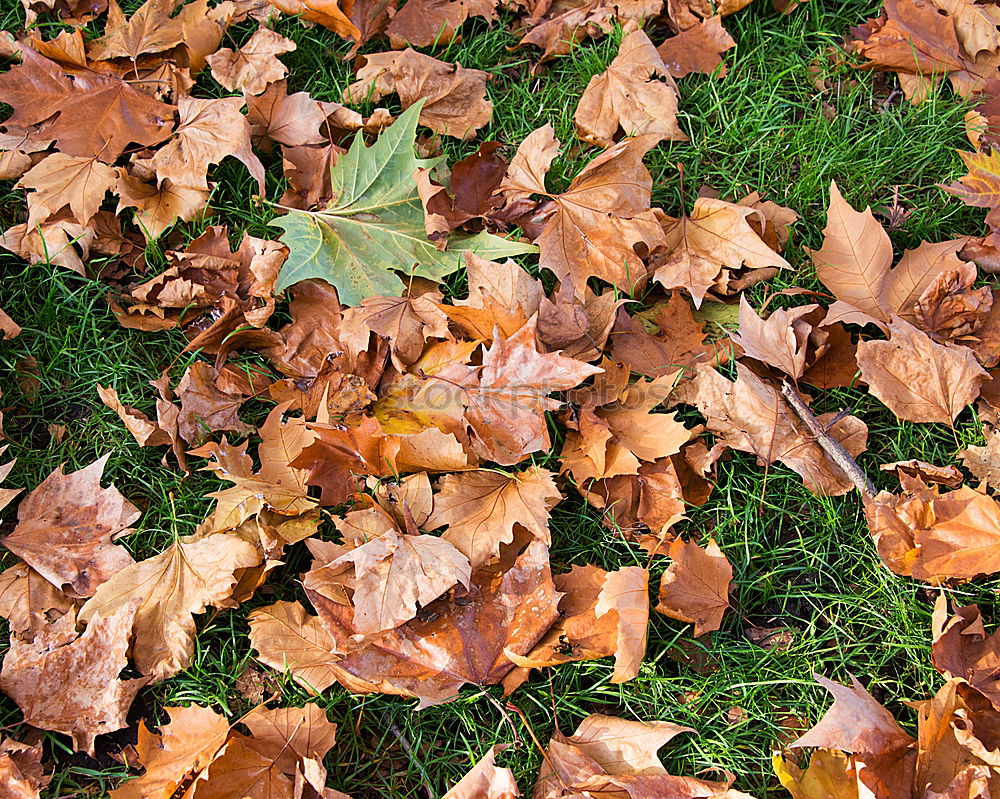 Similar – Herbstlaub Gras grün Blatt