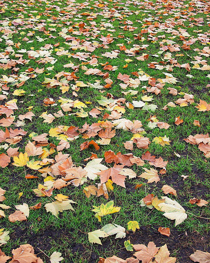 Similar – Foto Bild L wie Laub Umwelt Natur