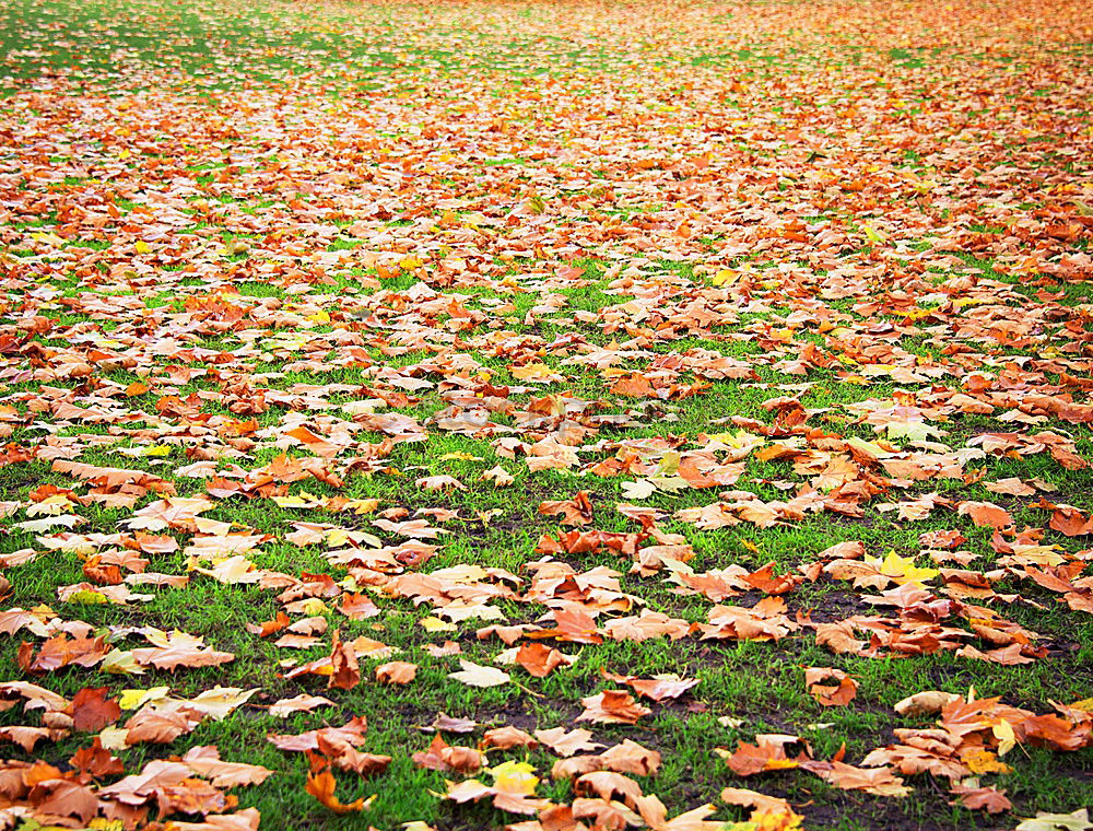Similar – Image, Stock Photo October Autumn Leaf