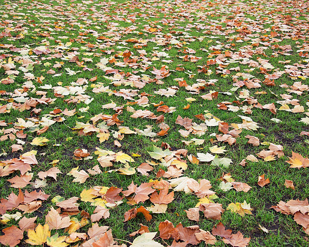 Similar – Foto Bild L wie Laub Umwelt Natur