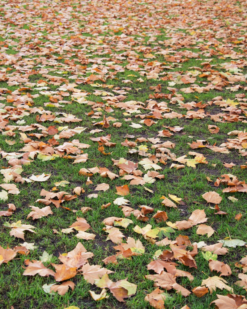 Similar – Foto Bild L wie Laub Umwelt Natur