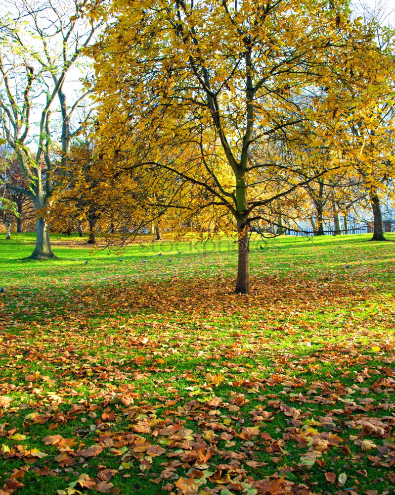 Similar – Dresden Autumn Leaf