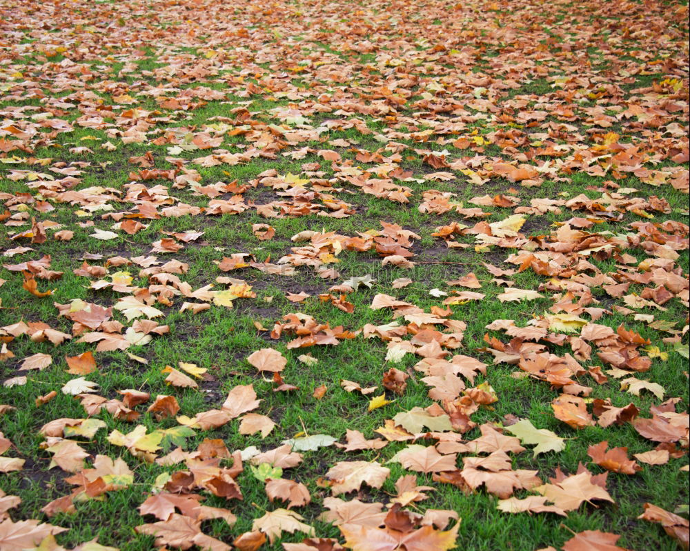 Similar – Foto Bild L wie Laub Umwelt Natur