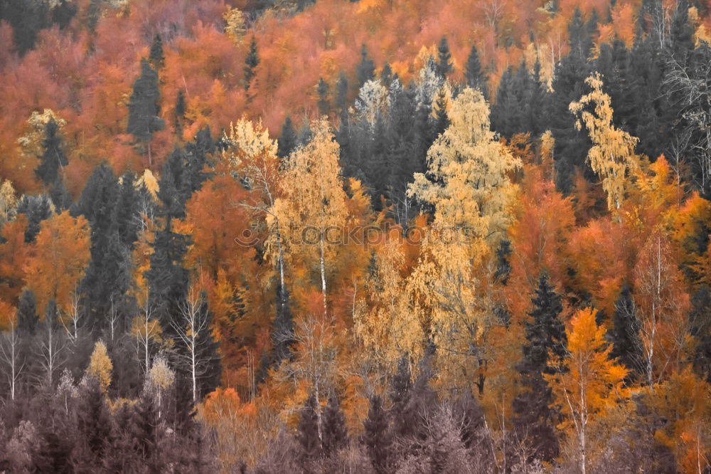 Similar – Image, Stock Photo Leaf colouring in autumn