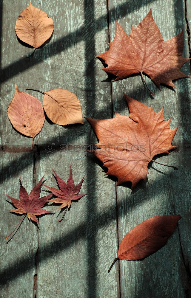 Similar – Autumn is approaching step by step