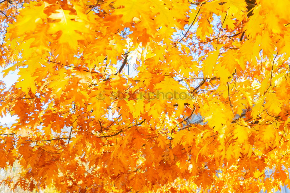 Similar – Foto Bild Blätterhimmel Herbst Baum