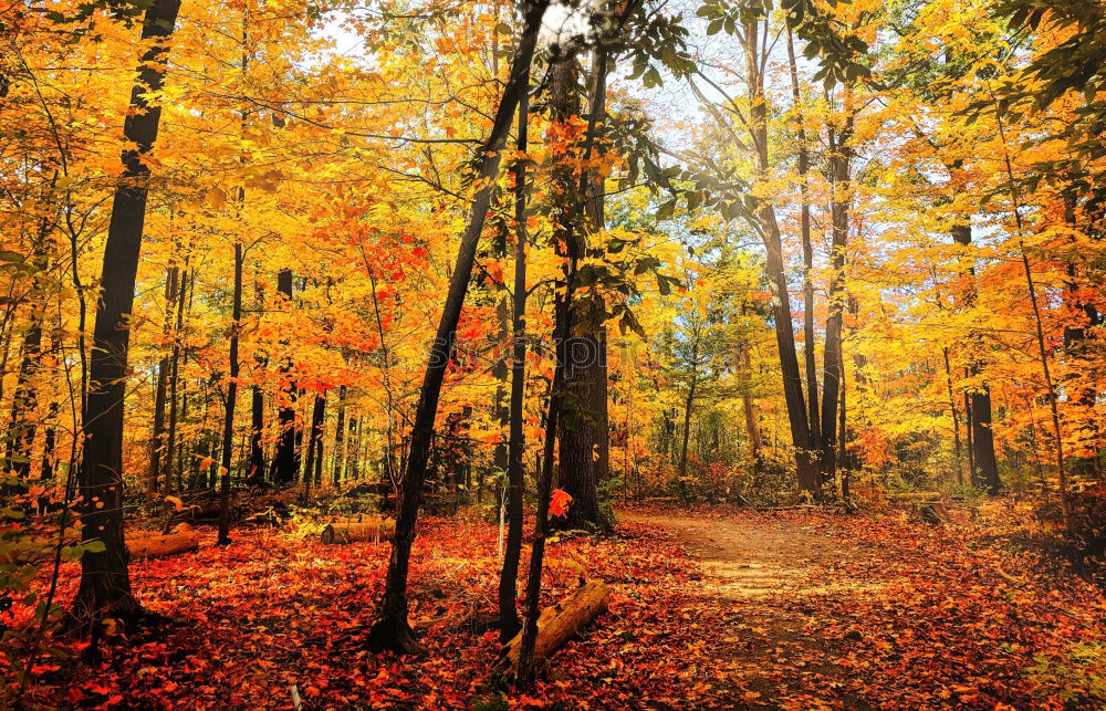 Similar – Autumn trail in yellow forest