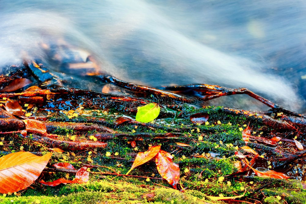 Similar – Image, Stock Photo Water Colour Mirror Calm