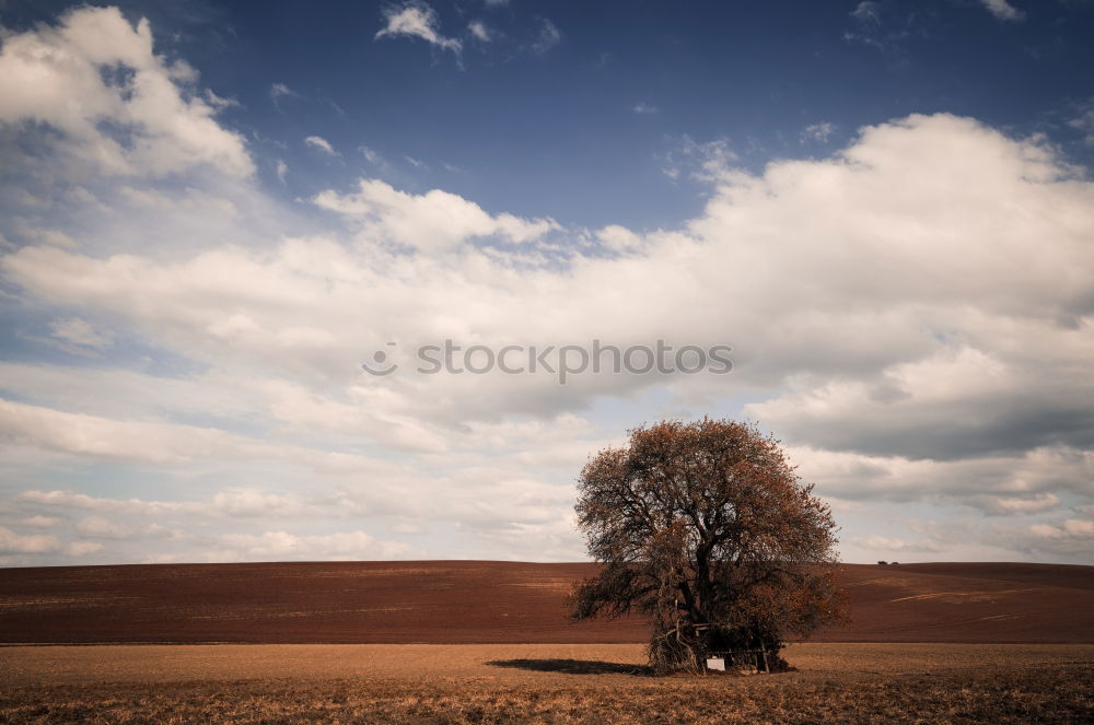 Similar – Image, Stock Photo Dream Tree V Autumn Clouds