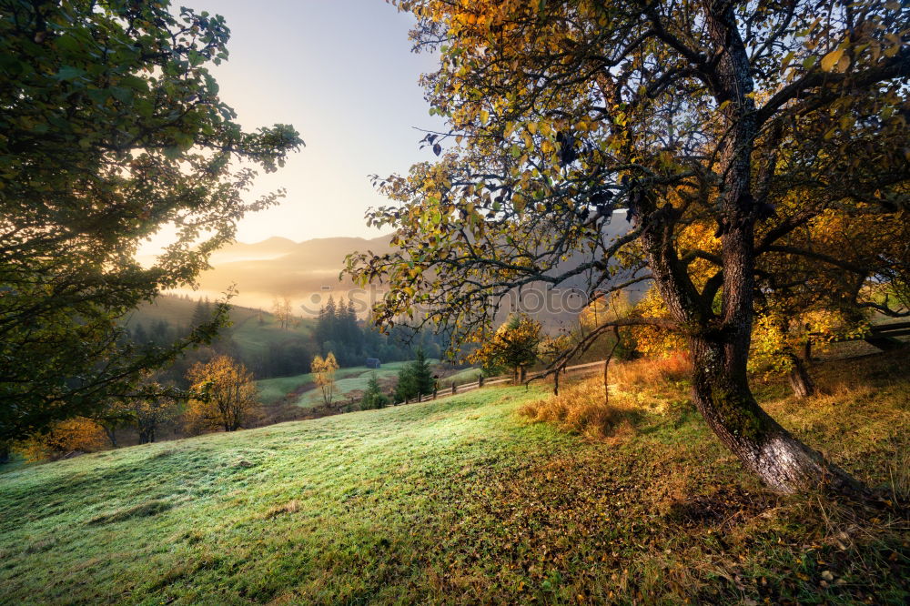 Similar – Foto Bild zerbrechlich Umwelt Natur