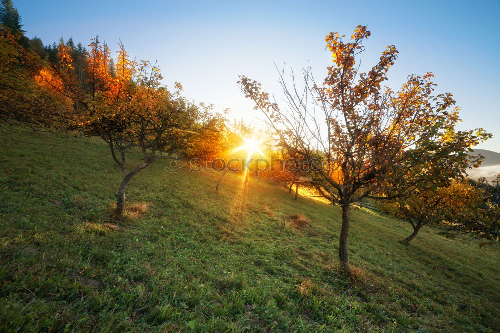 Similar – Image, Stock Photo Anticipation … or tree in Wingert in autumn