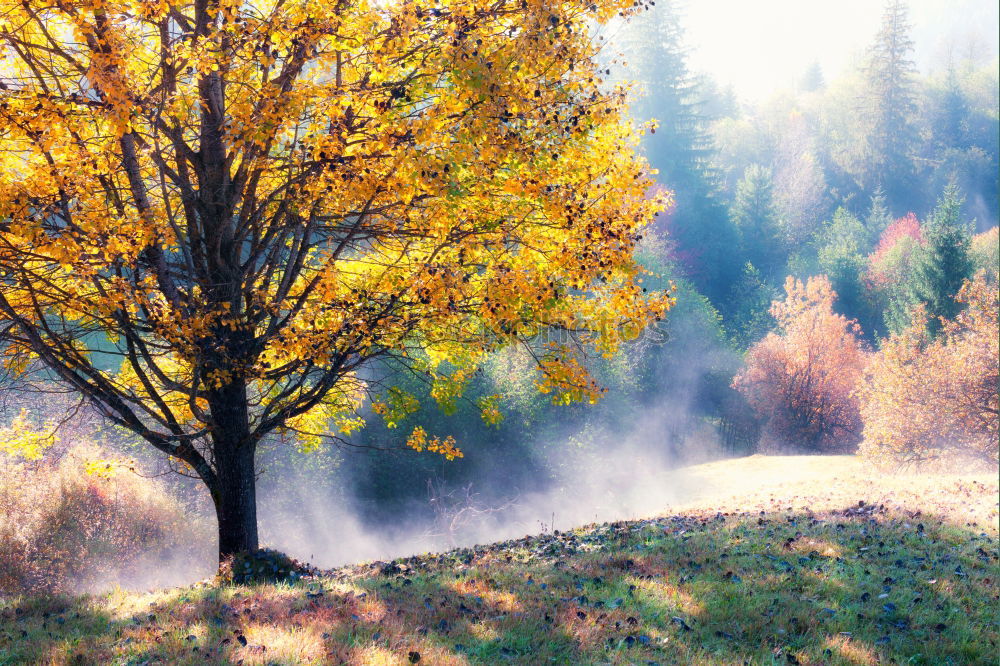 Similar – Lone tree in Carpathian autumn mountains