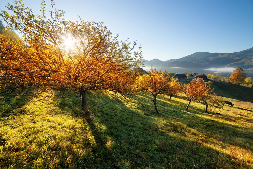 Similar – Image, Stock Photo Vineyards in Trento in autumn