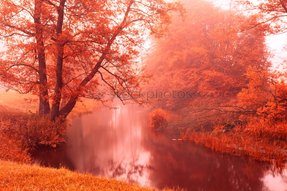 Image, Stock Photo Fall colors on autumn foggy river. Alden trees