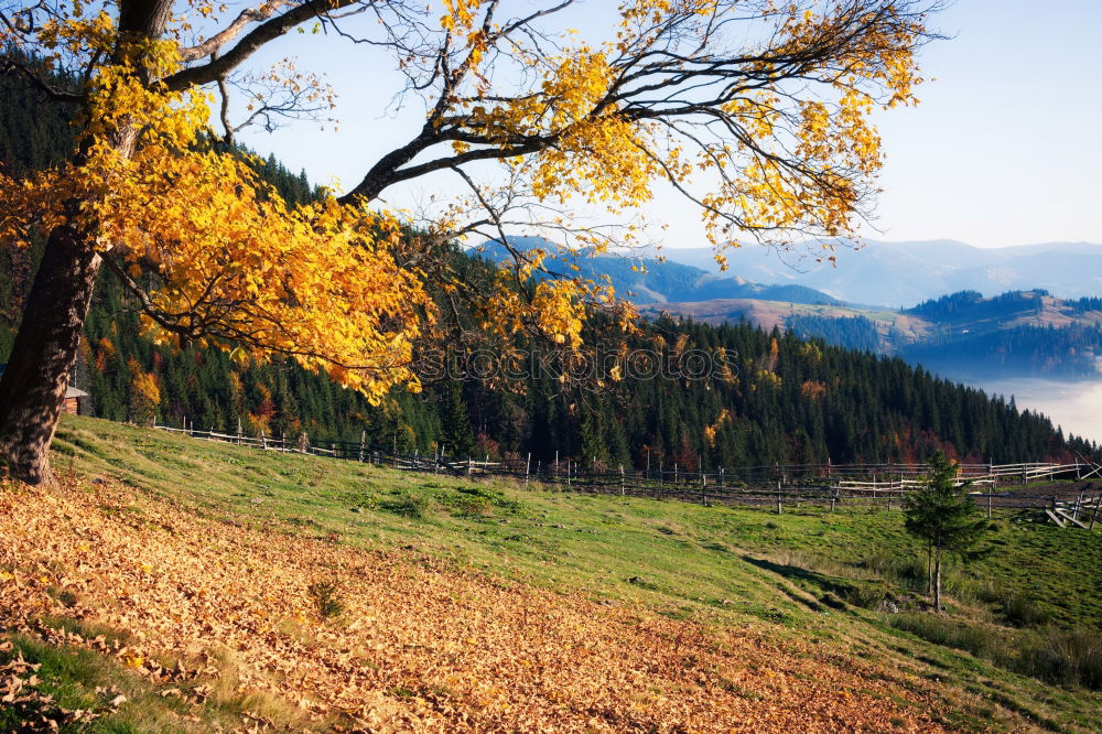 Similar – Image, Stock Photo Moselle Wine Landscape in Bright Autumn Colours