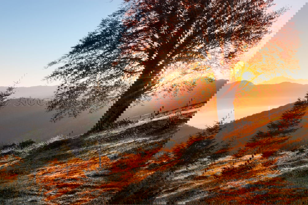 Similar – Image, Stock Photo Golden autumn tree with Alps