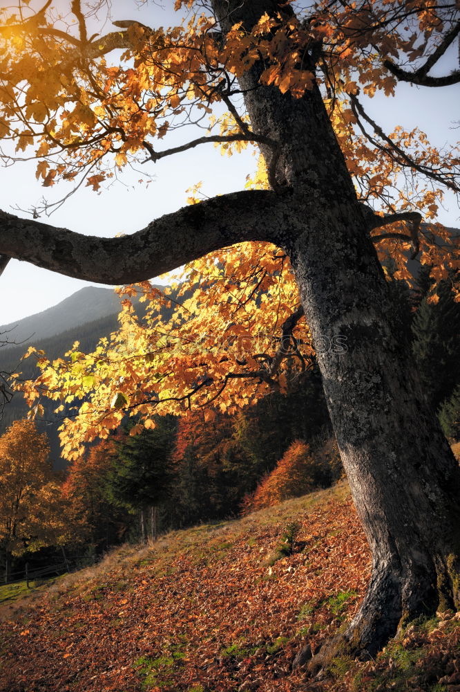 Similar – Image, Stock Photo autumn, tree, golden leaves