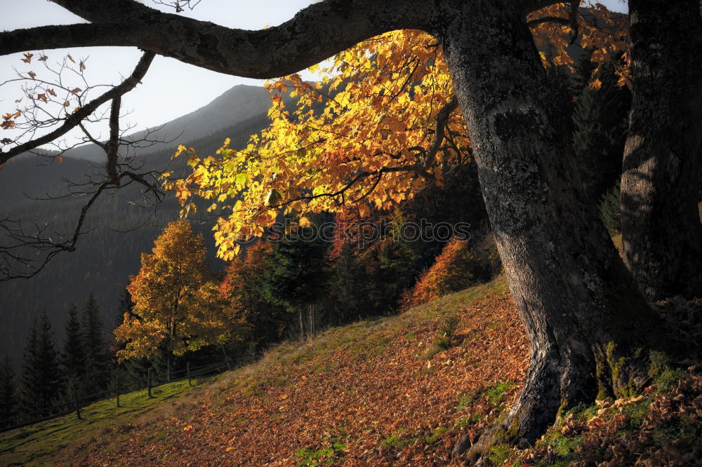 Similar – Image, Stock Photo maple Mountain Environment