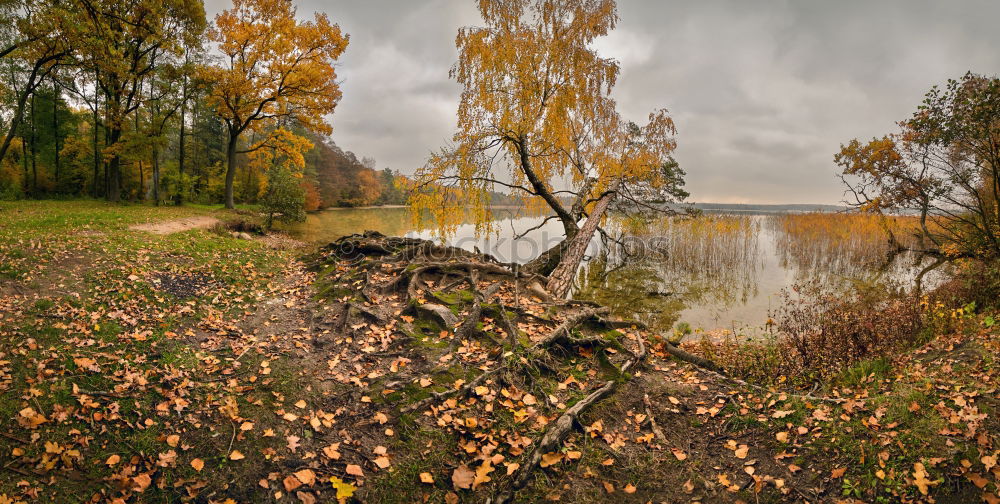 Similar – Image, Stock Photo October colorful forest