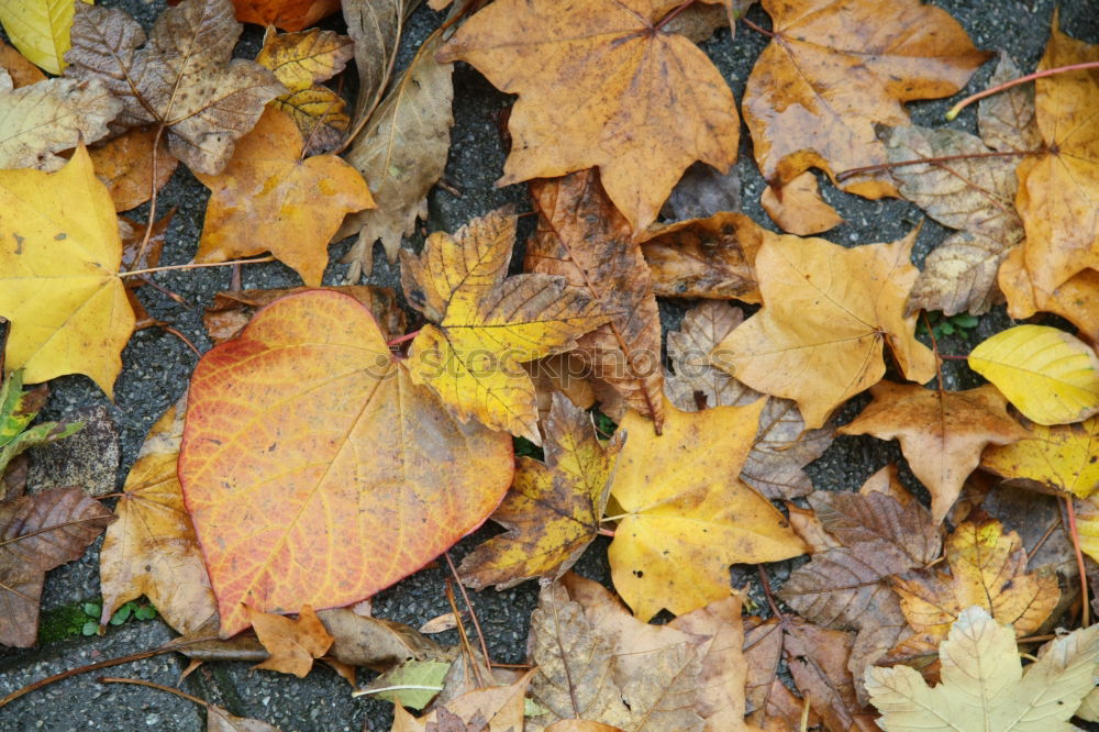 Foto Bild herbstwind Lieferwagen