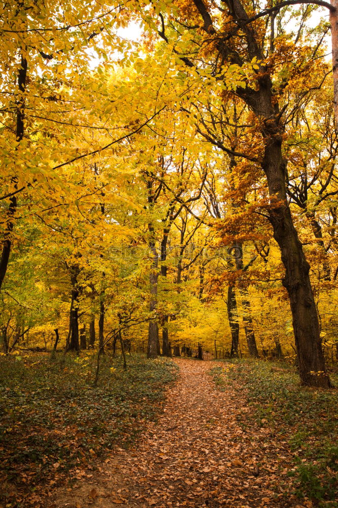 Similar – Image, Stock Photo autumn 1 Human being