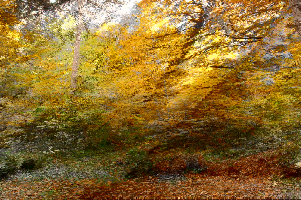 Similar – Image, Stock Photo tree felling