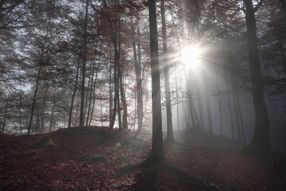 Image, Stock Photo Cloud forest crosswise