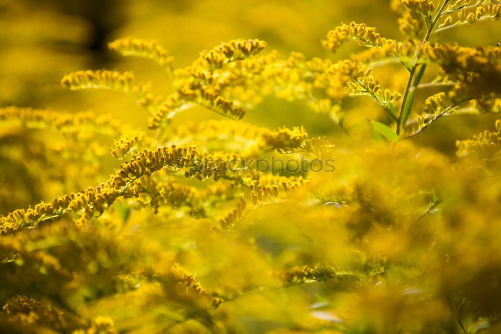 Similar – Image, Stock Photo yellow Nature Plant Sky