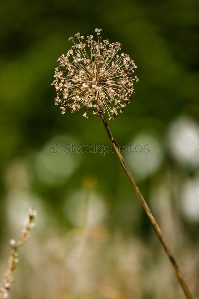 Similar – Image, Stock Photo *** Nature Plant