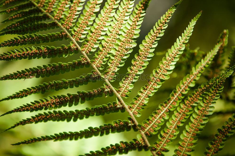 Similar – Fern Pteridopsida Green