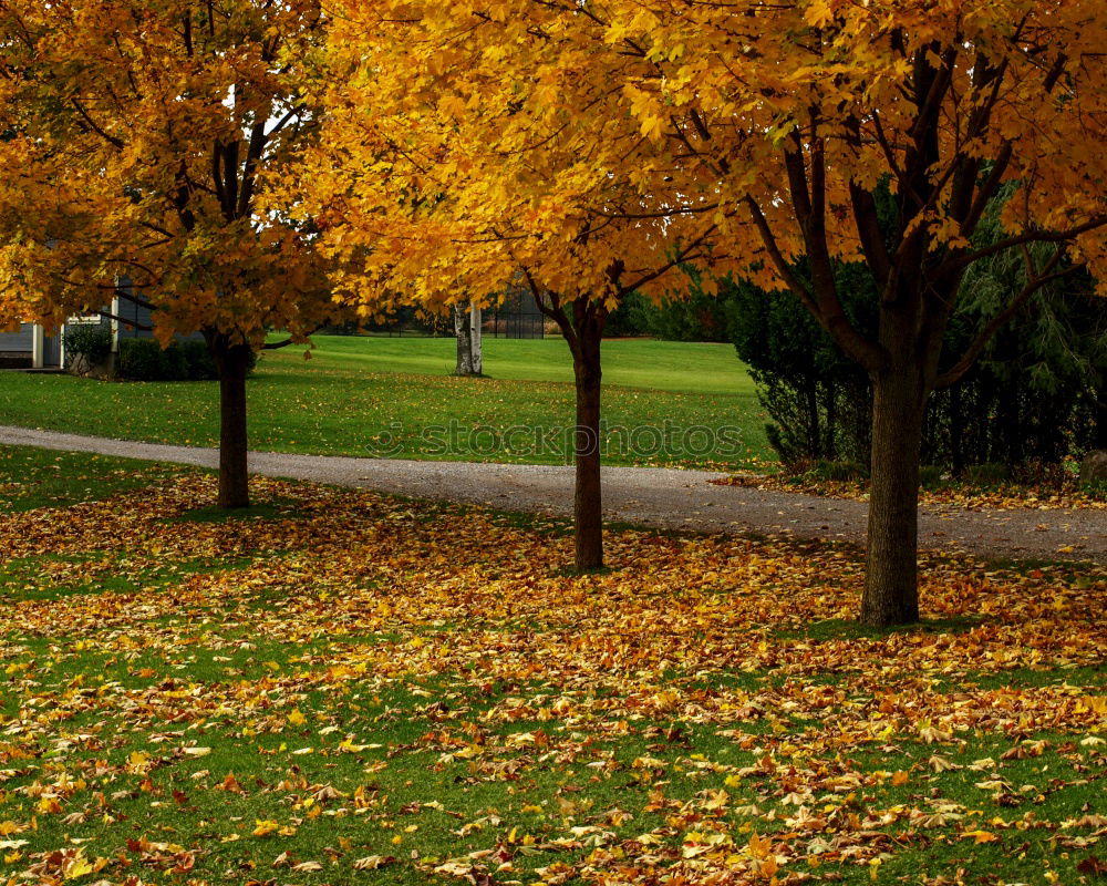 Similar – It’s A Beautiful Day Tree