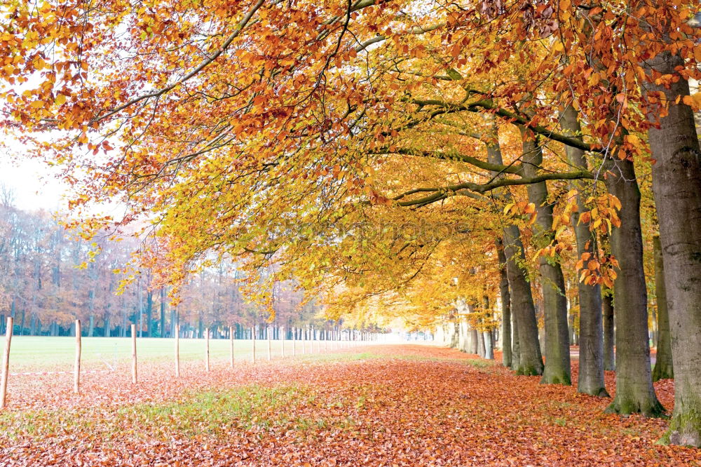 Similar – leaf path Autumn Leaf Tree