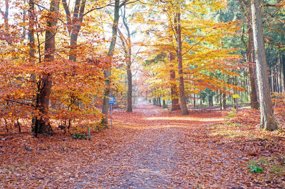 Similar – autumn forest trail