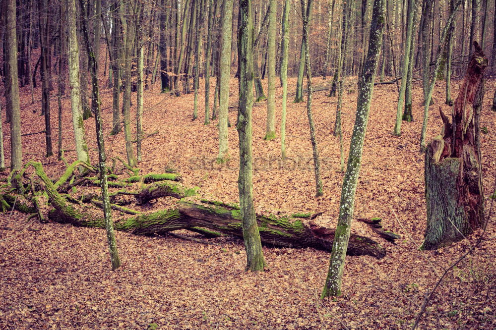 Similar – Image, Stock Photo pile of logs Agriculture