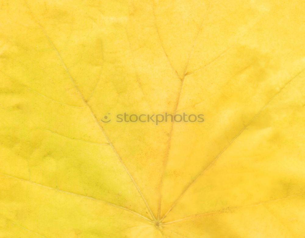 Similar – Image, Stock Photo #A# PapaJA! Art
