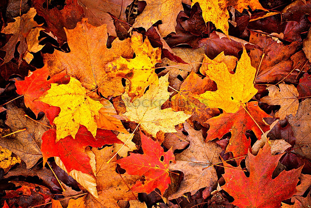 Similar – Golden Autumn Leaf