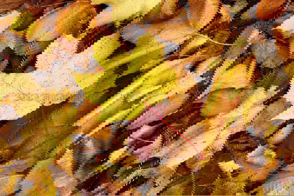 Similar – Image, Stock Photo #AS# *NEWS* Autumn on the ground!