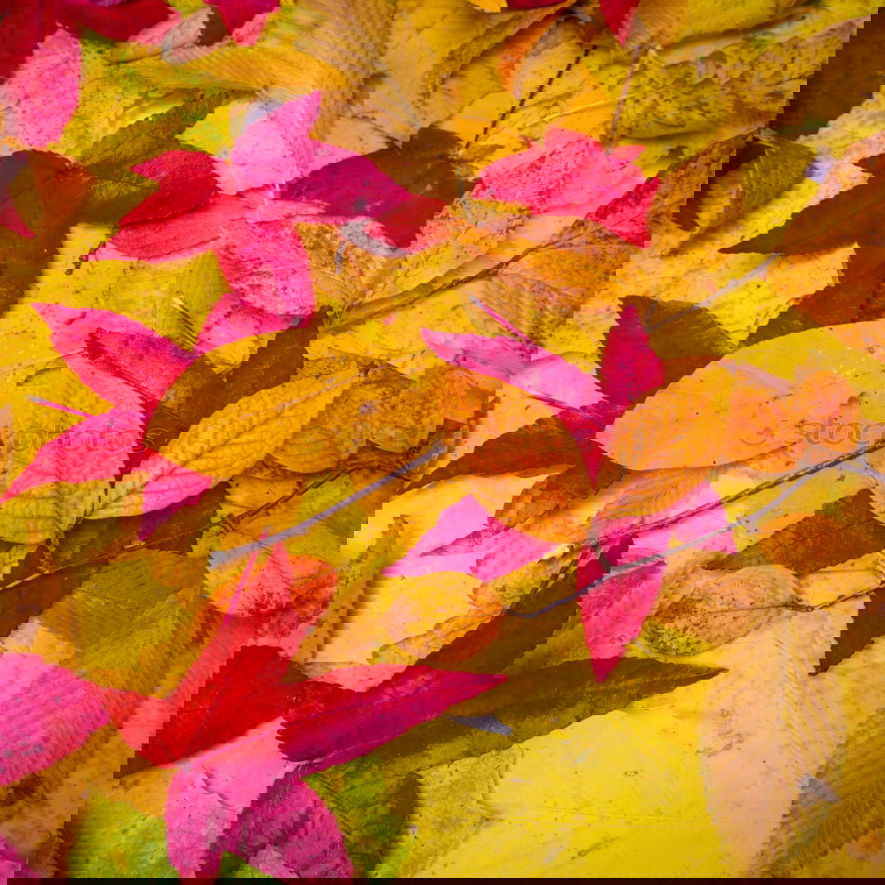 Similar – Image, Stock Photo #A# Bunch of fall