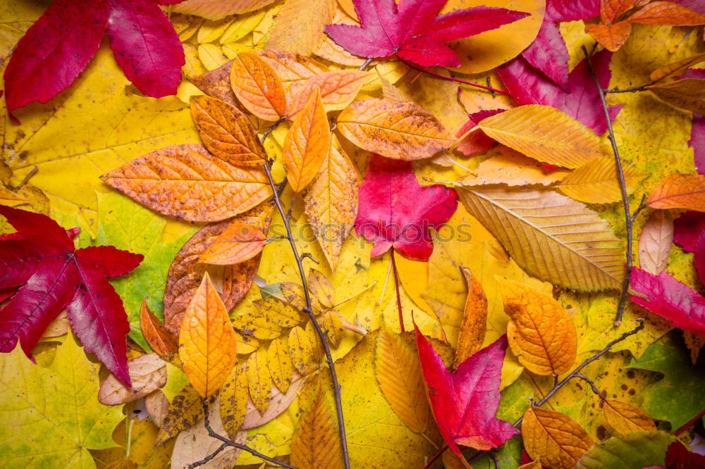 Similar – Image, Stock Photo Snail in autumn on wild vine