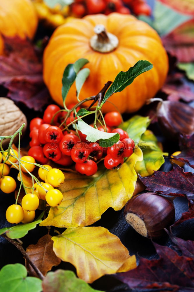 Similar – Autumn decoration with pumpkin and make leaves