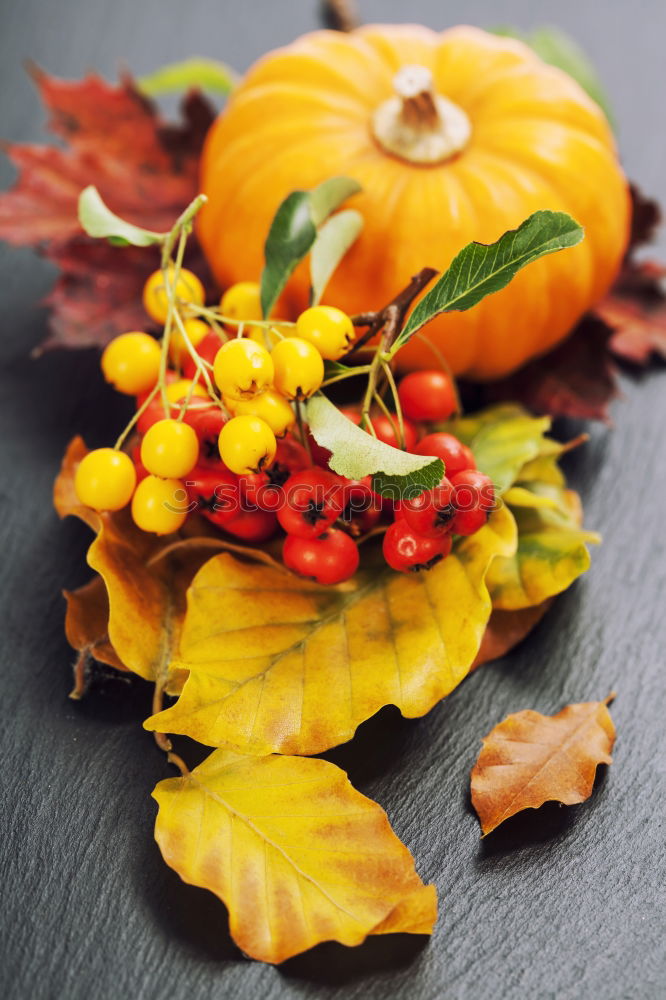 Similar – Pumpkin with stem, leaves, flowers and small fruits